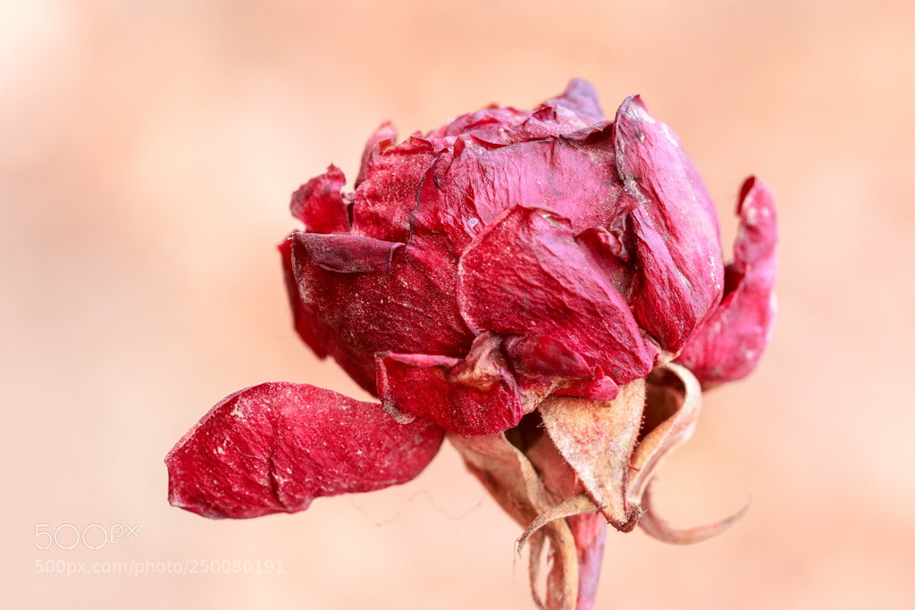 Canon EOS 70D sample photo. Last-year-rose photography