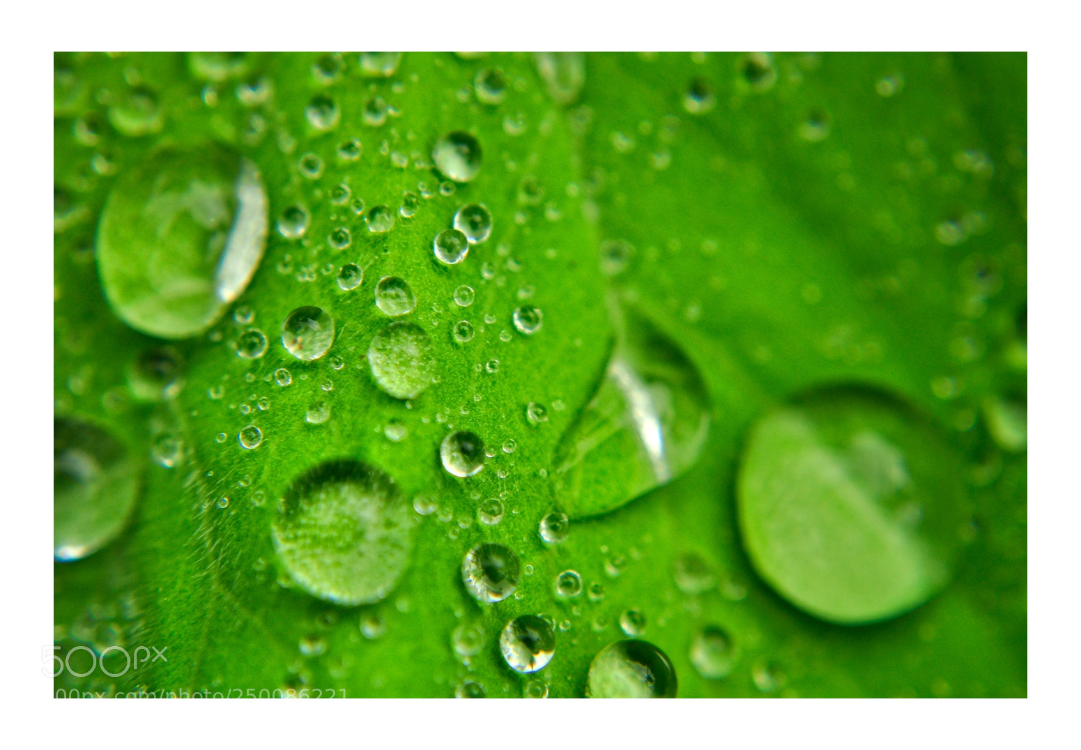 Nikon D5000 sample photo. After the springtime rain photography