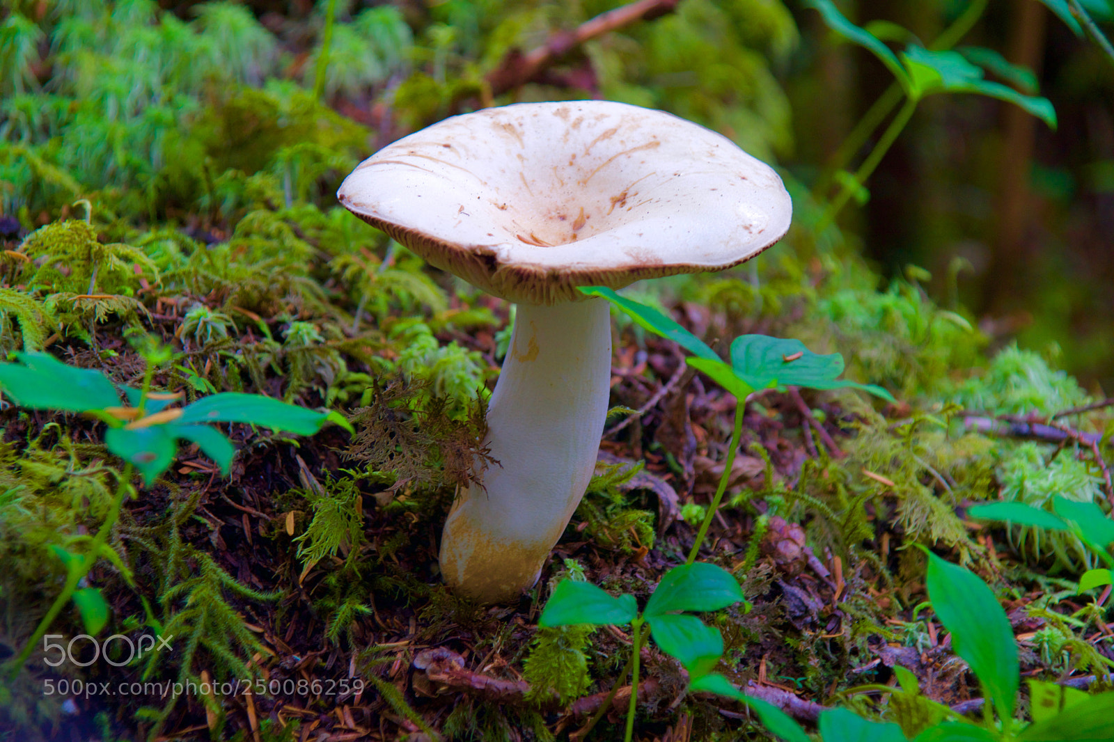 Sony ILCA-77M2 sample photo. Juneau mushroom photography