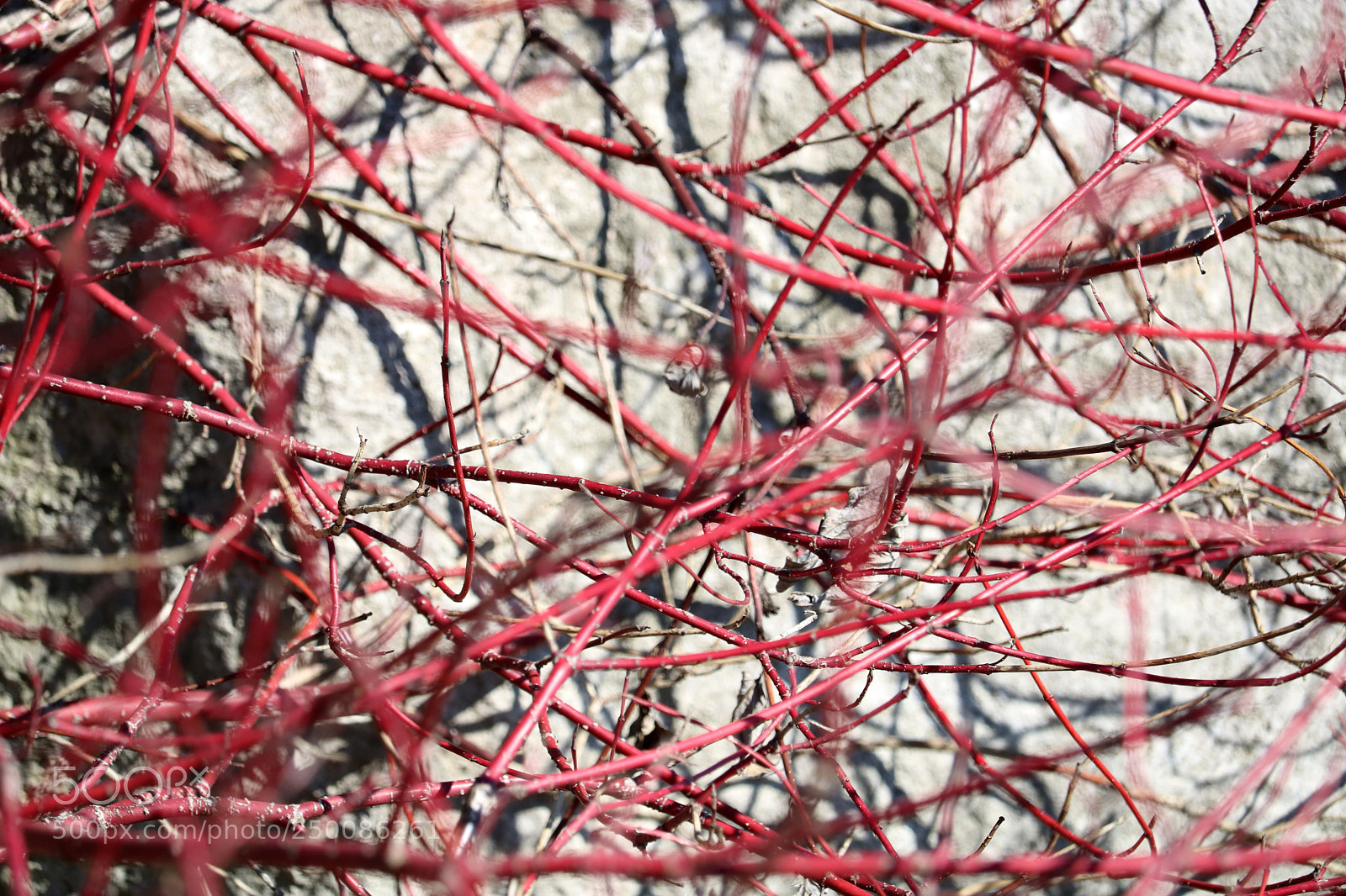 Canon EOS 750D (EOS Rebel T6i / EOS Kiss X8i) sample photo. Red twigs, winter landscape photography