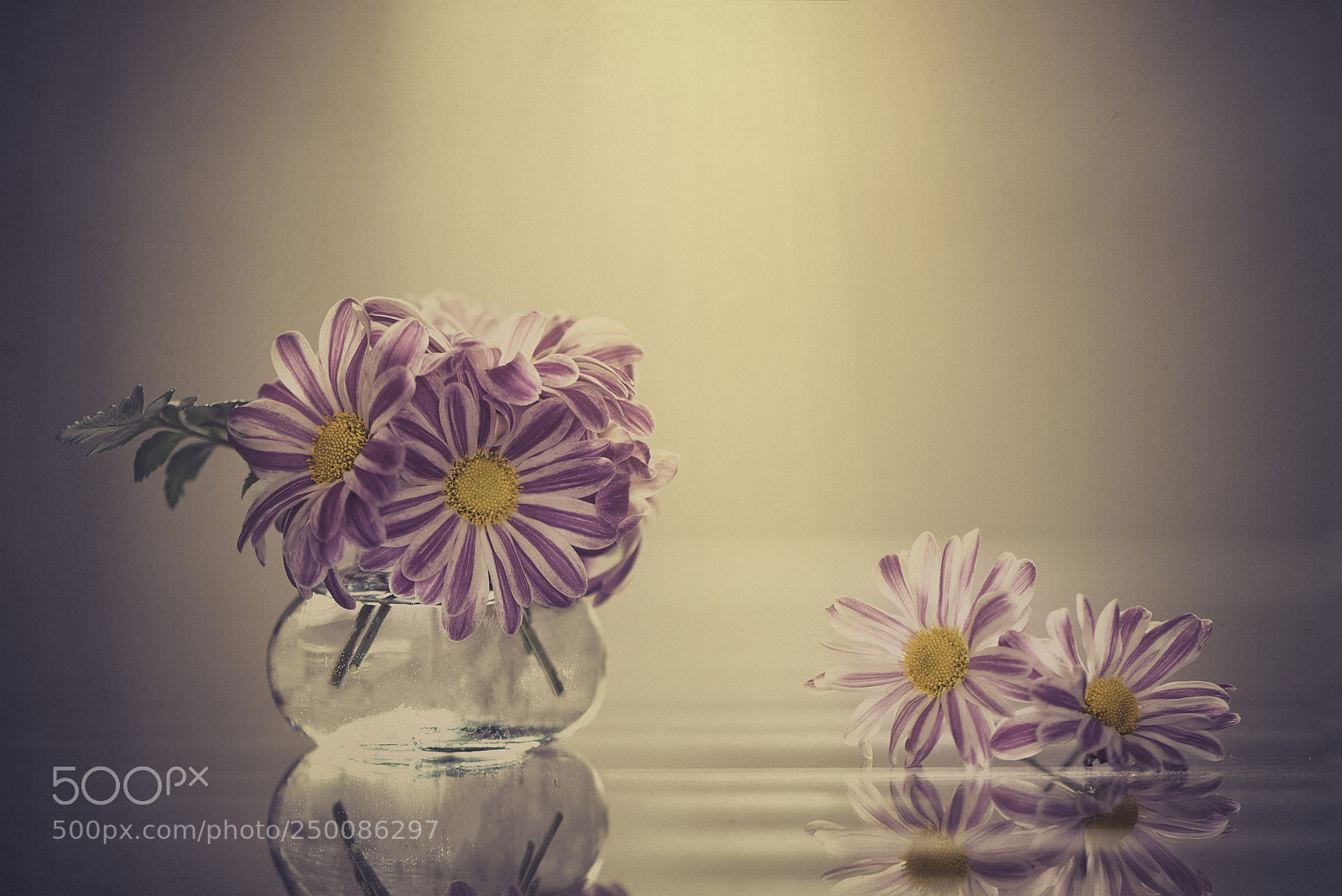Nikon D600 sample photo. Pink and white photography