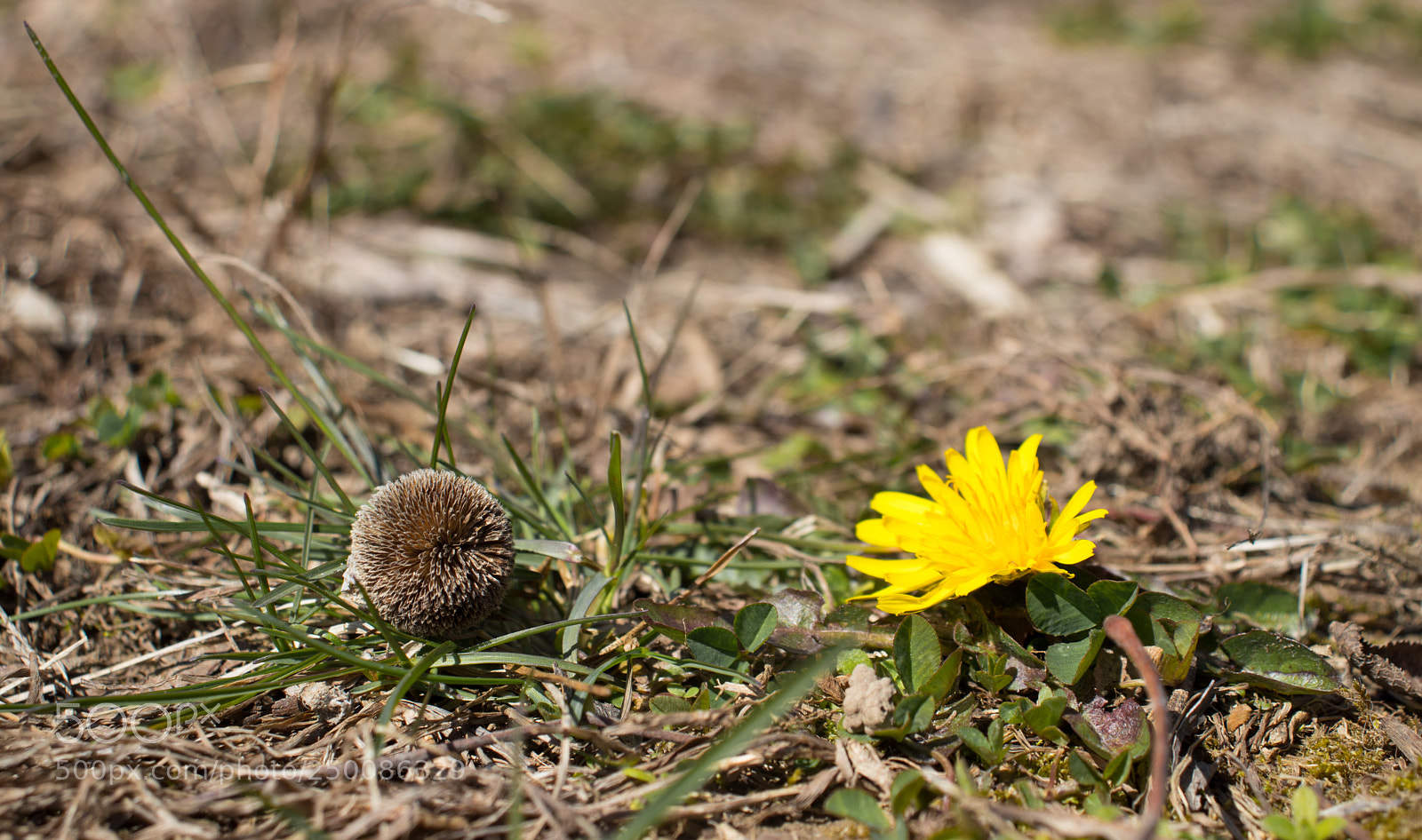 Canon EOS 77D (EOS 9000D / EOS 770D) sample photo. Death and life photography