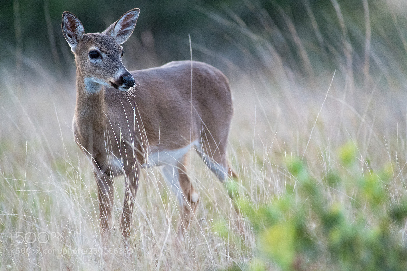Nikon D5 sample photo. Small deer of keys photography