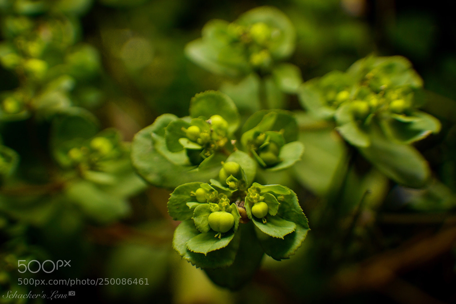 Sony SLT-A65 (SLT-A65V) sample photo. أزهار الربيع - 8 photography