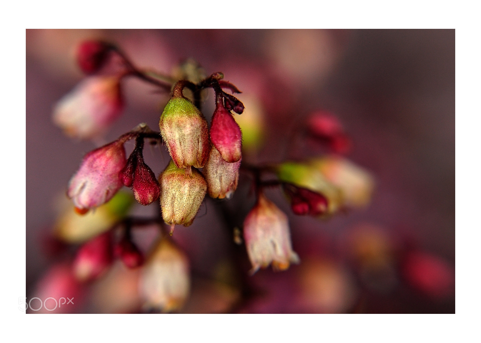 Nikon D5000 sample photo. Spring blooms - no.169 photography