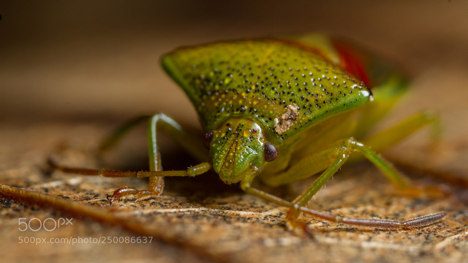 Canon EOS 7D sample photo. Birch shieldbug - elasmostethus photography
