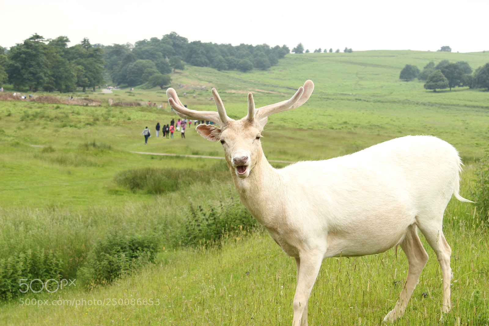 Canon EOS 100D (EOS Rebel SL1 / EOS Kiss X7) sample photo. Wildlife photography photography