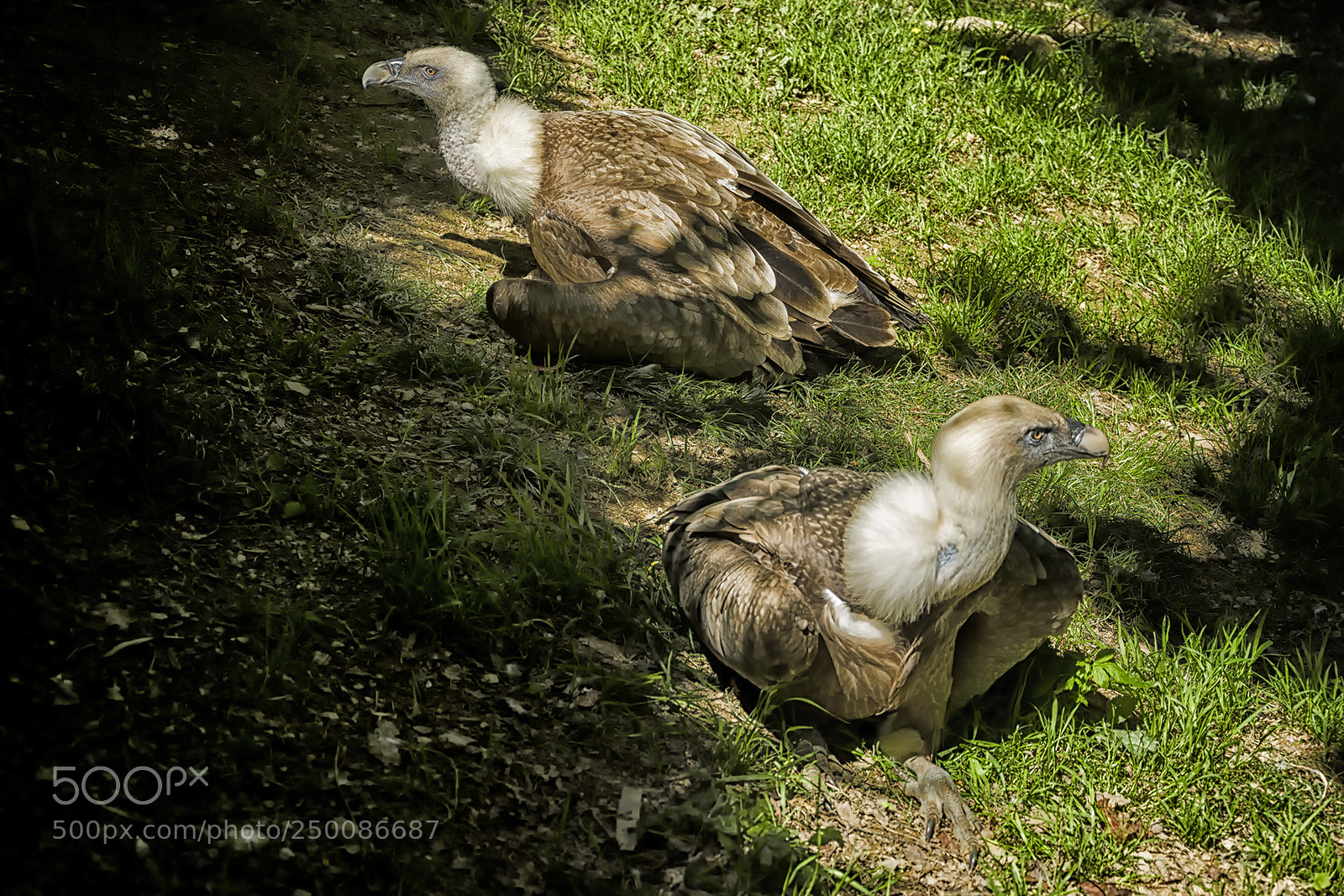 Nikon D7100 sample photo. Buitres photography