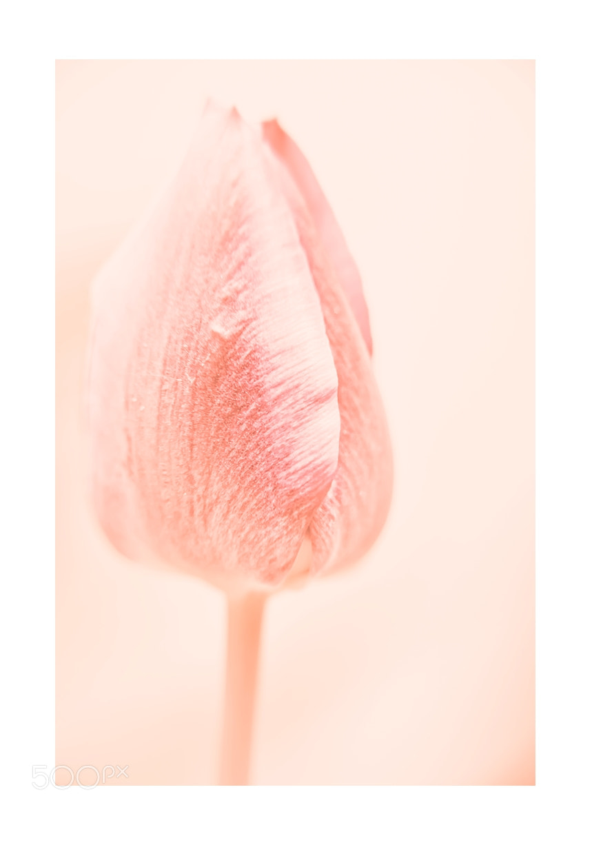 Nikon D7000 sample photo. Springtime tulip blooms photography