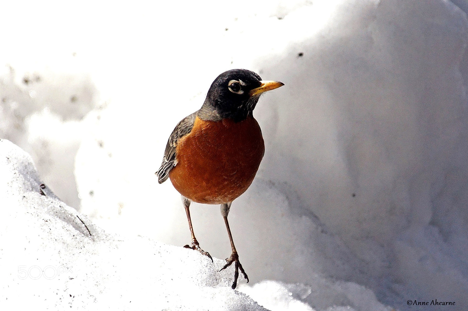 Sony ILCA-77M2 sample photo. American robin on a photography
