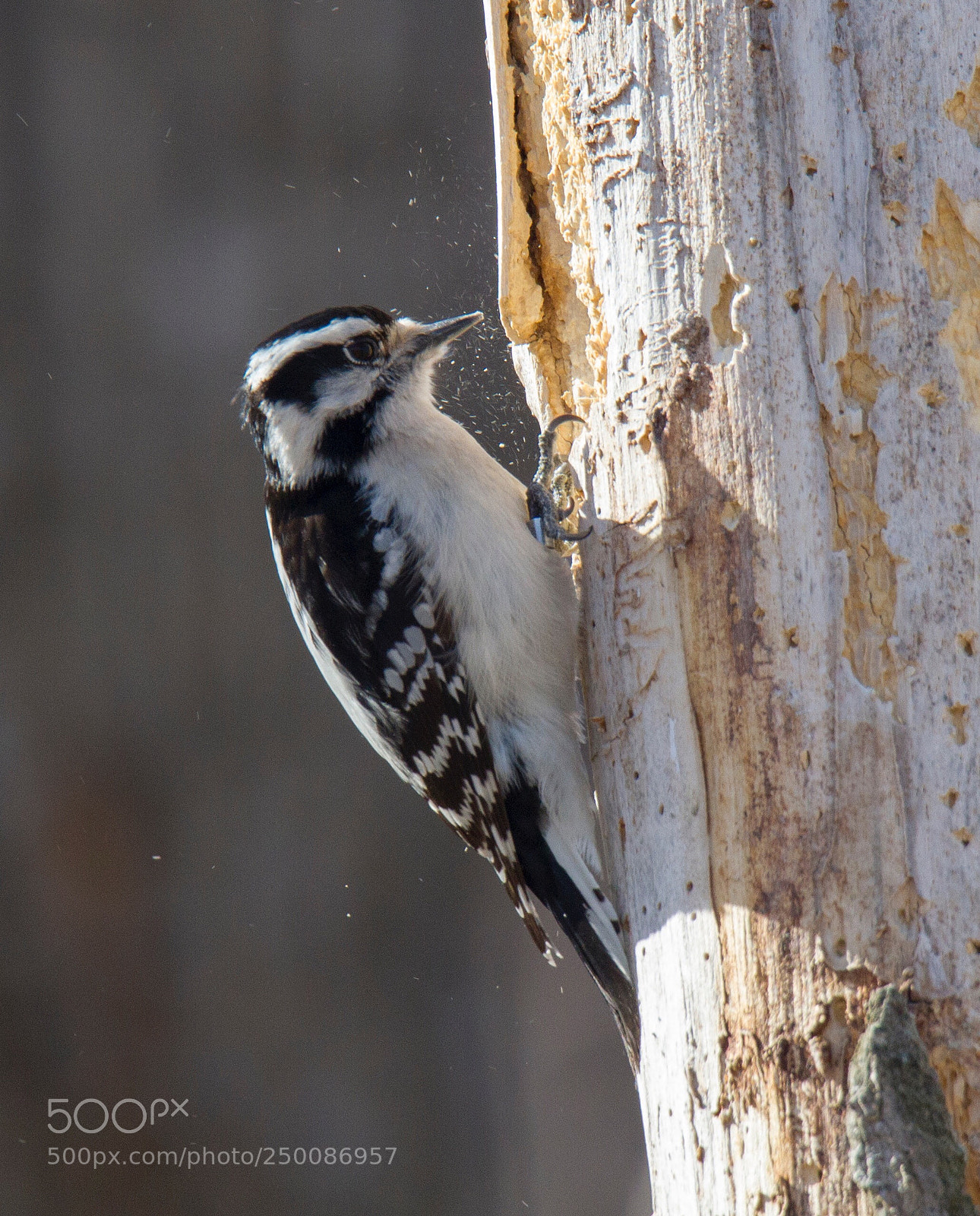 Canon EOS 7D sample photo. Female downy woodpecker  photography