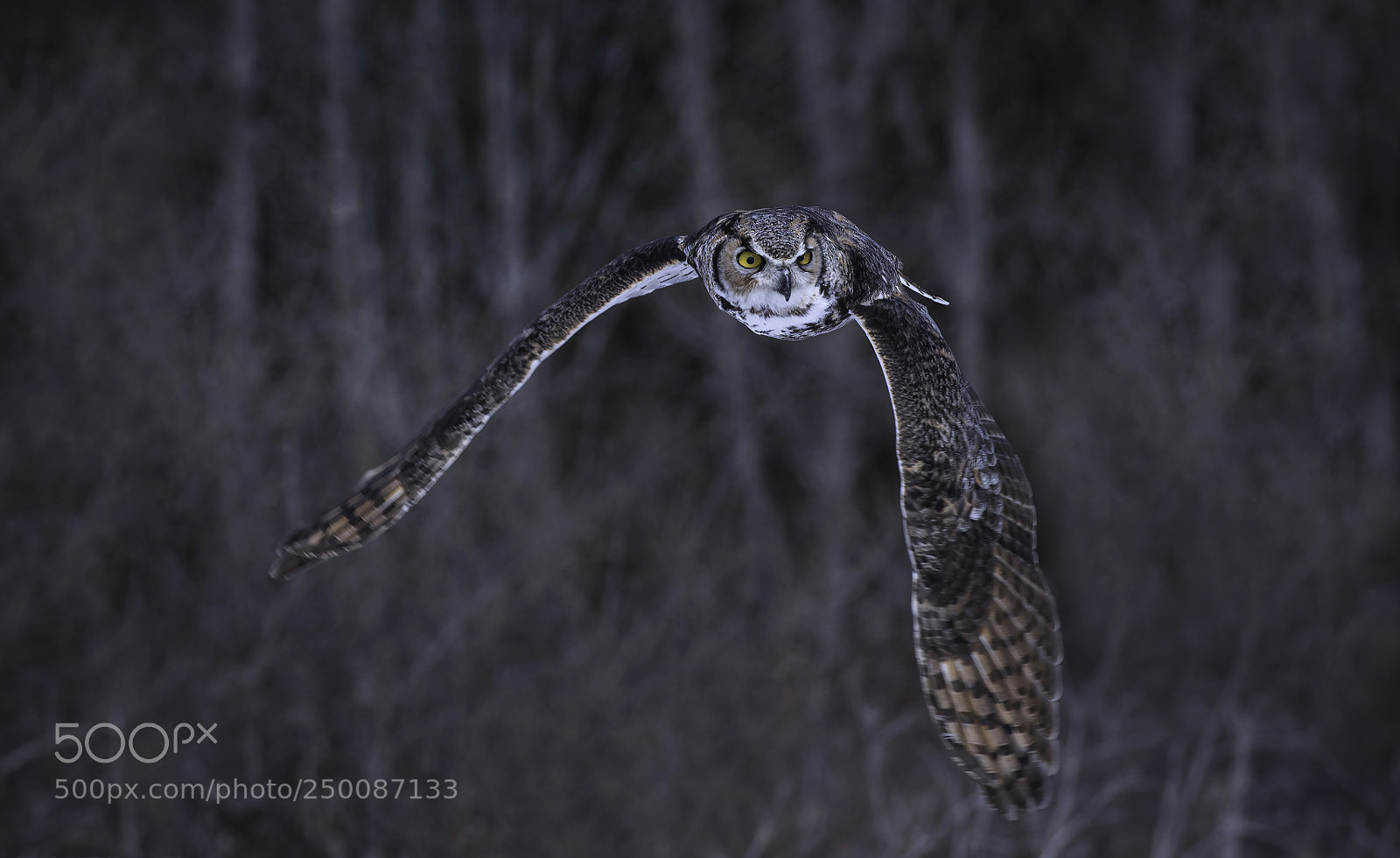 Nikon D500 sample photo. Great horned owl photography