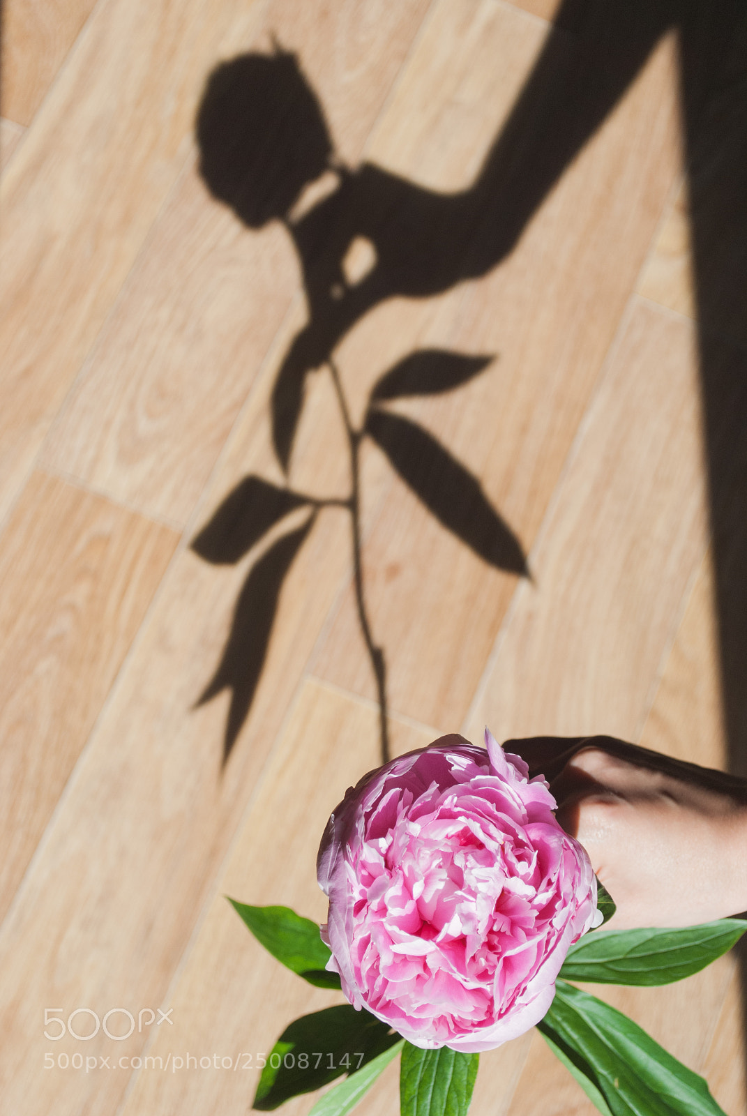 Nikon D3000 sample photo. Shadow silhouette of a photography