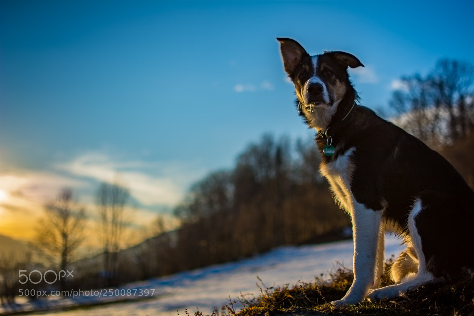 Nikon D7100 sample photo. Love my dog photography
