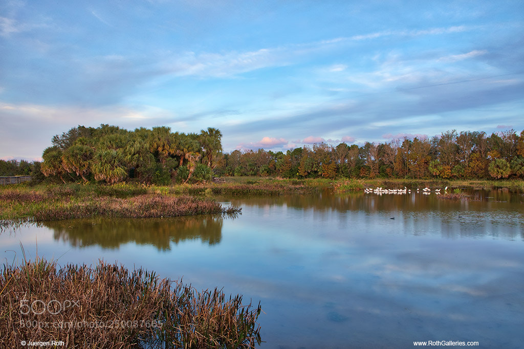 Canon EOS 5D Mark IV sample photo. Florida green cay nature photography
