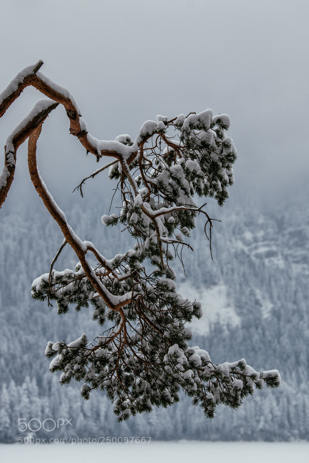 Nikon D850 sample photo. Winter branch photography