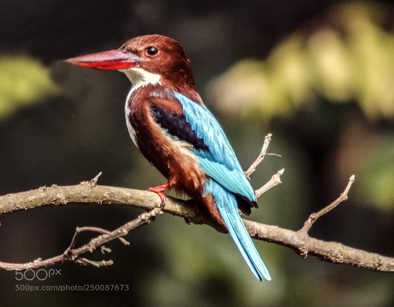Nikon D7000 sample photo. White throated kingfisher photography