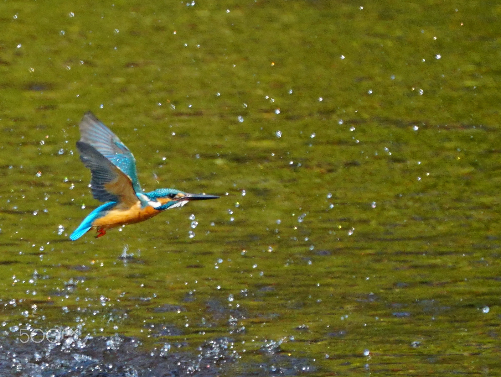 Sony FE 70-300mm F4.5-5.6 G OSS sample photo. Splash photography