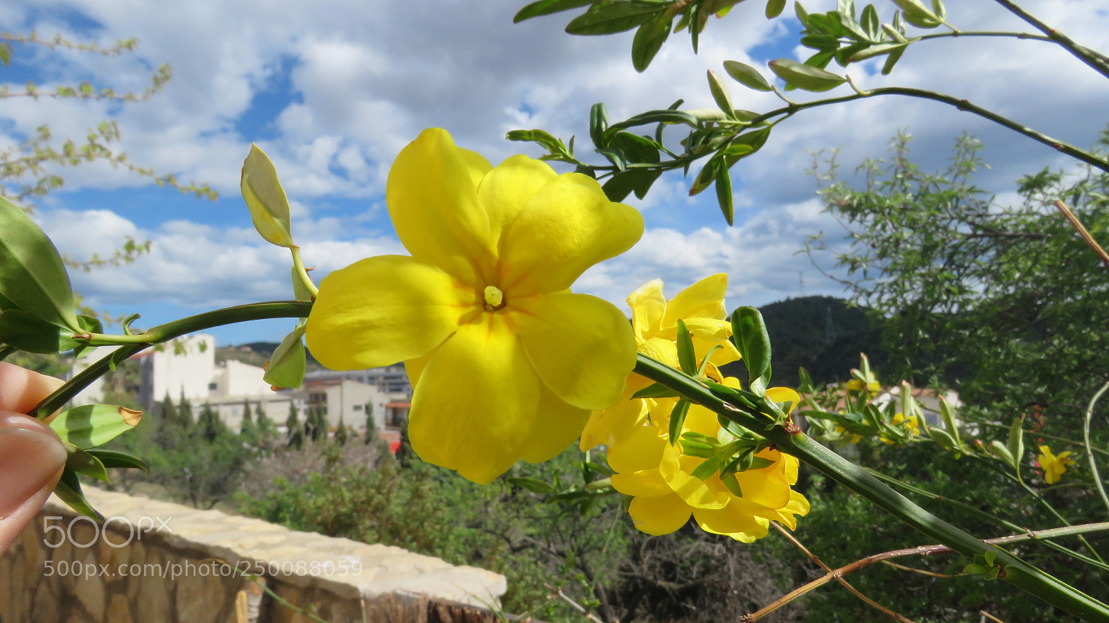 Canon PowerShot SX60 HS sample photo. Flowers photography