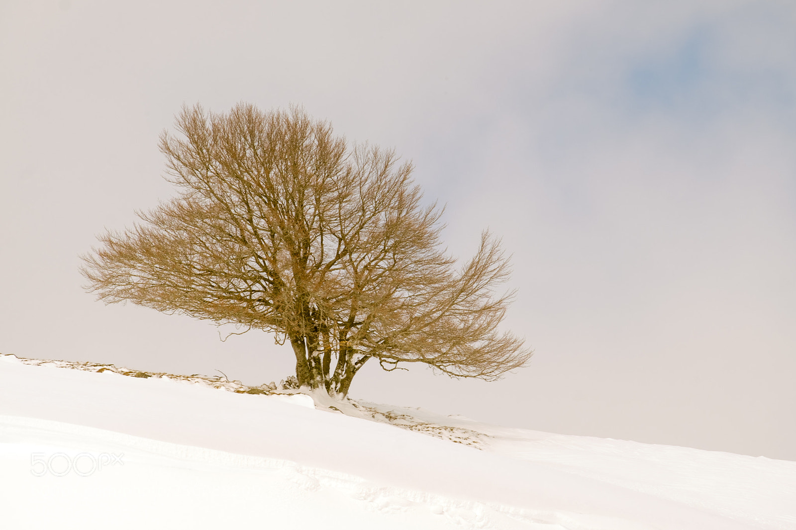 Fujifilm X-T1 sample photo. L'arbre en or..... photography