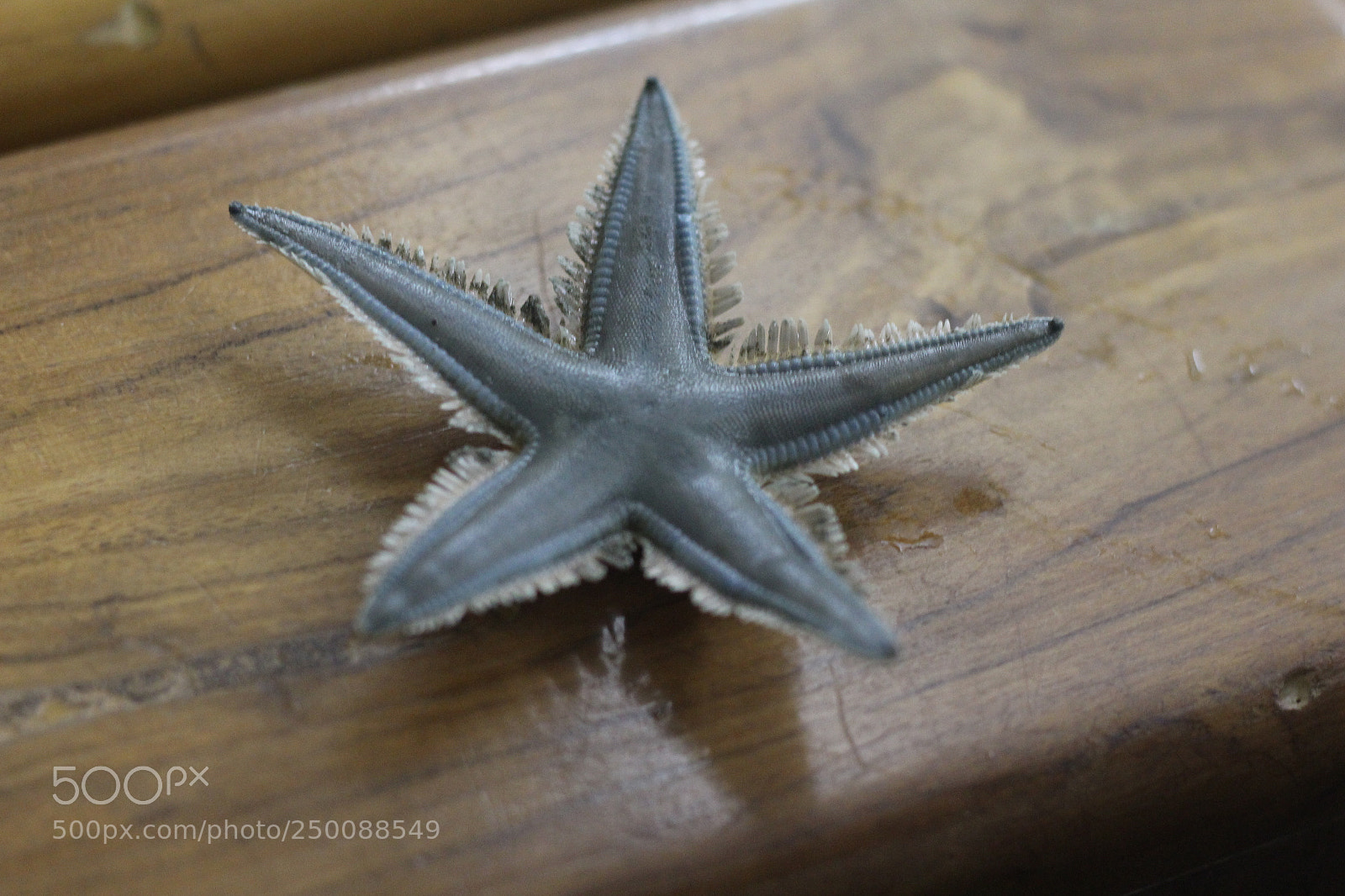 Canon EOS 700D (EOS Rebel T5i / EOS Kiss X7i) + Canon EF 50mm F1.8 STM sample photo. Untitled photography