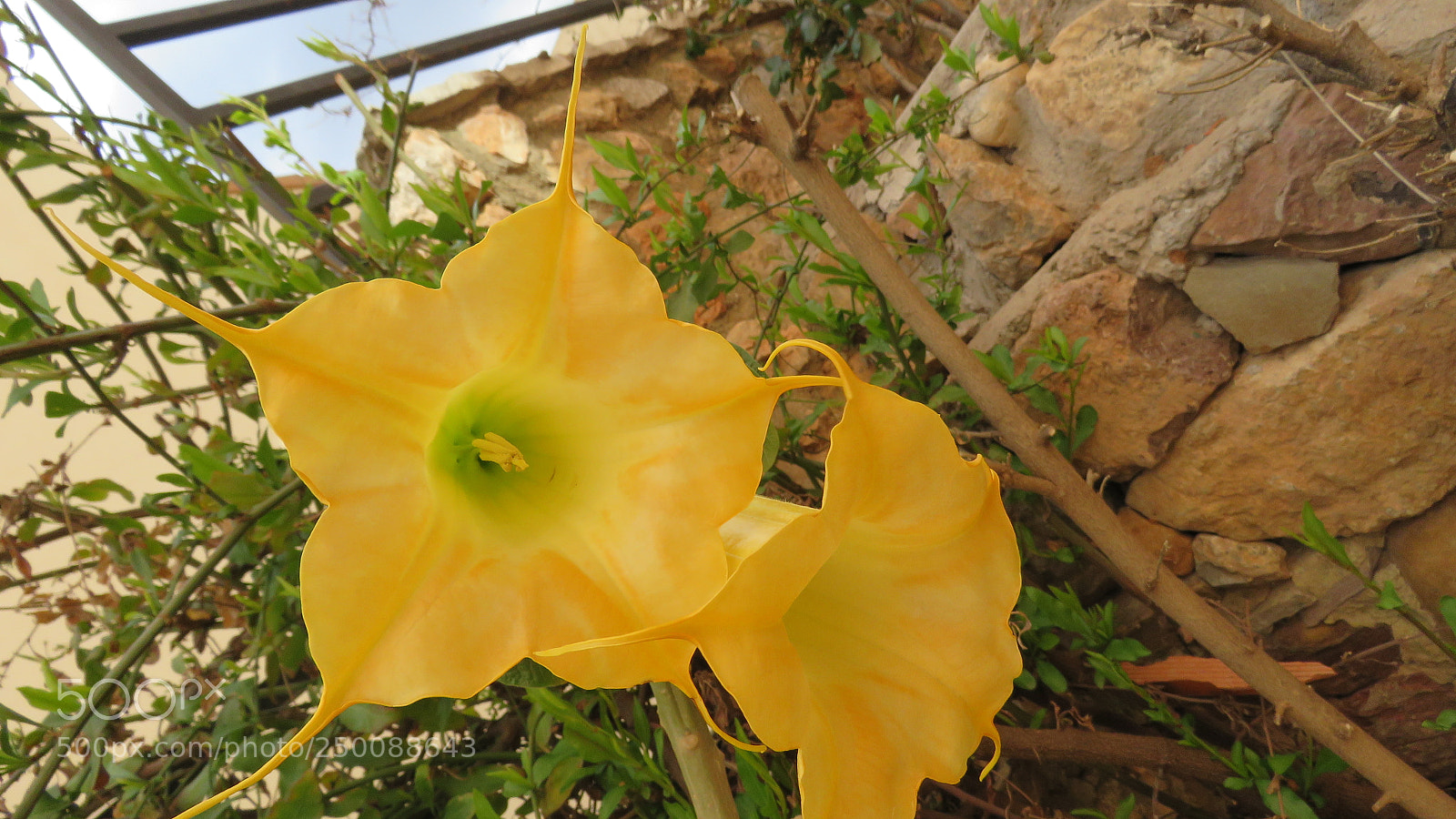 Canon PowerShot SX60 HS sample photo. Flowers photography
