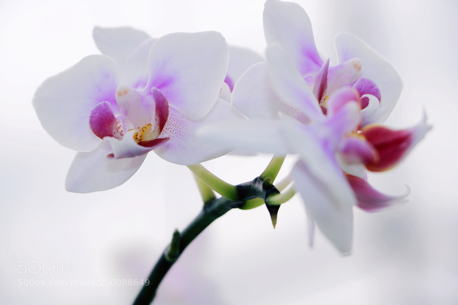 Canon EOS 750D (EOS Rebel T6i / EOS Kiss X8i) sample photo. 遗仙 photography