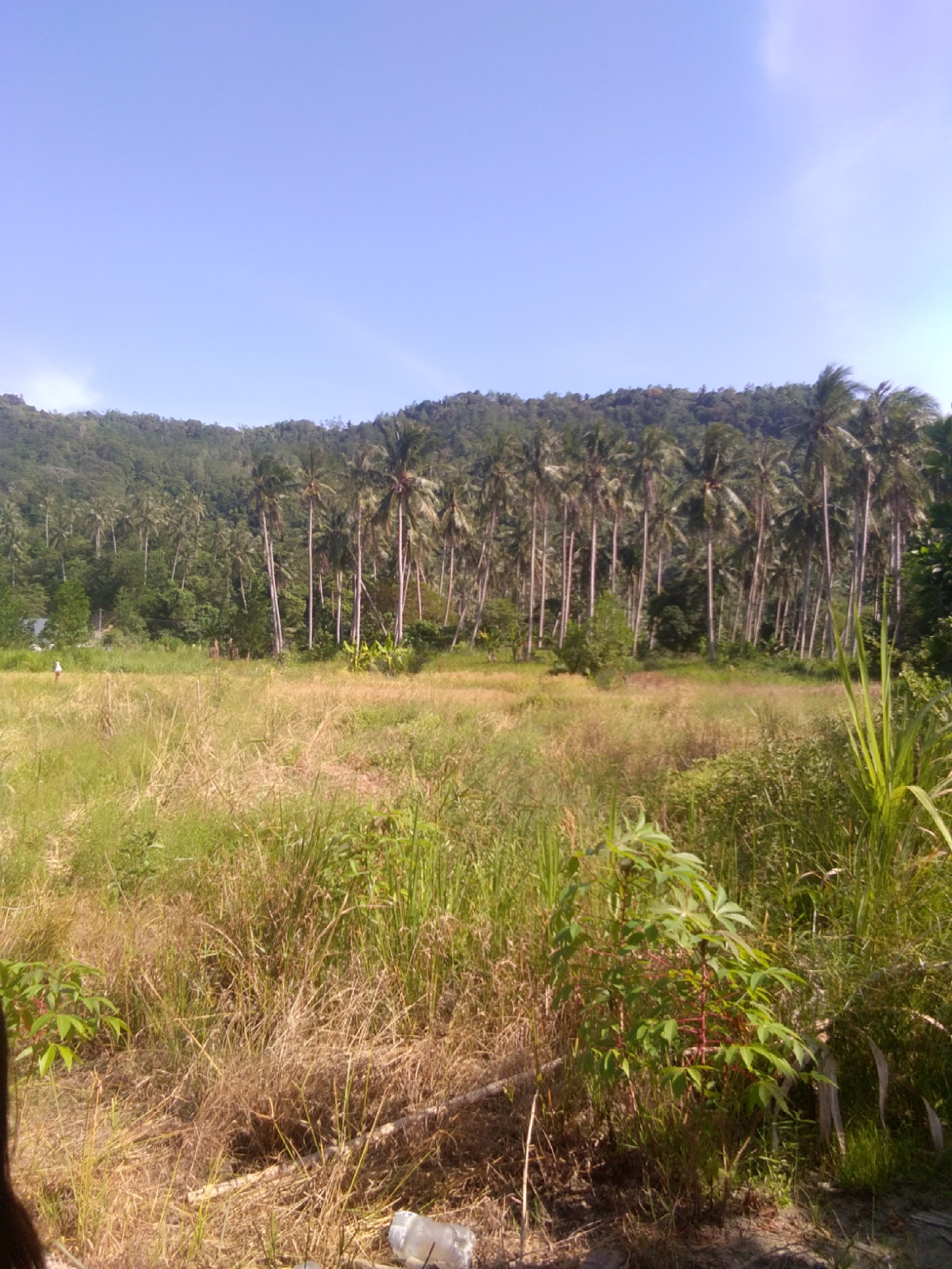 vivo Y53 sample photo
