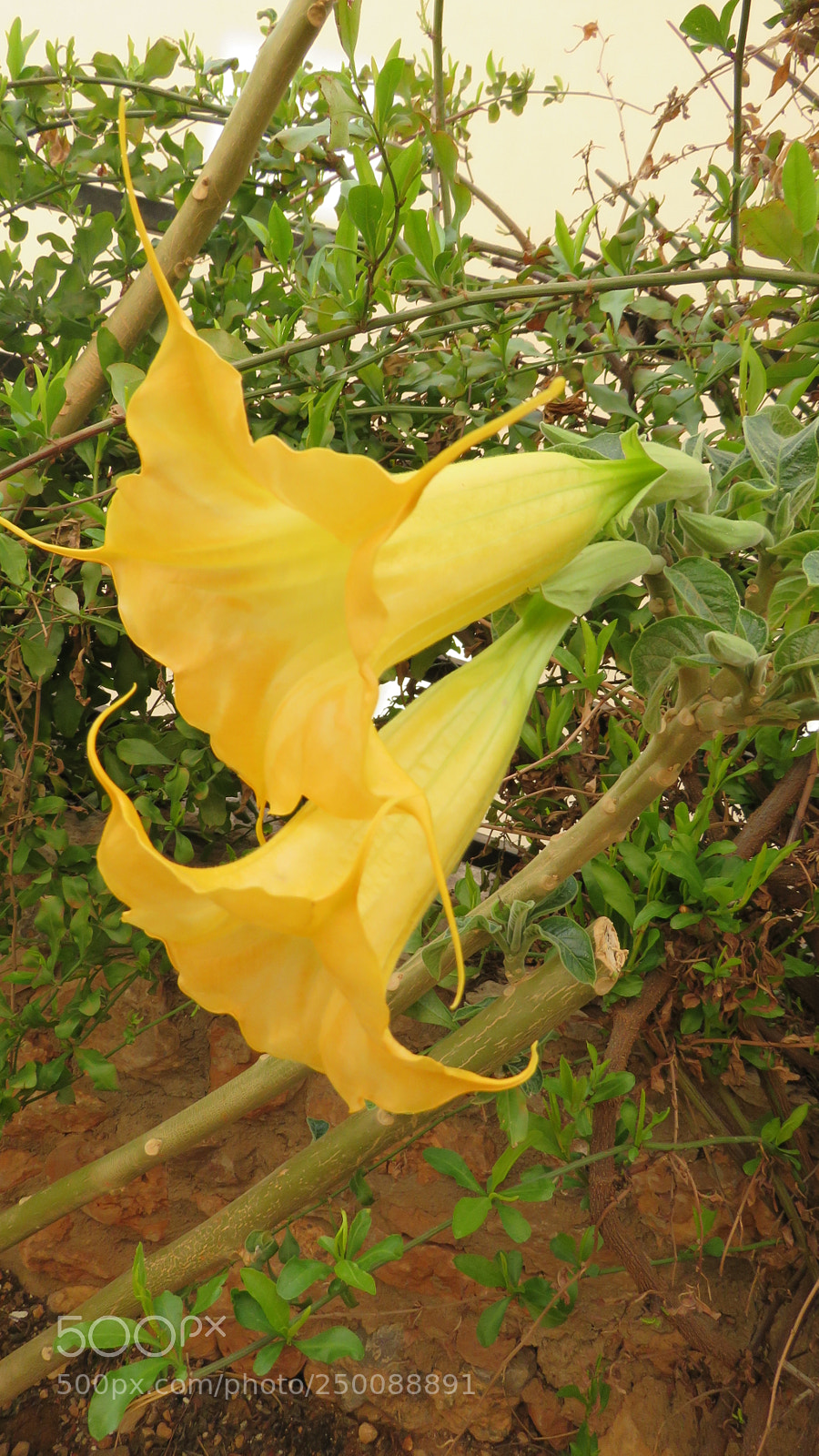 Canon PowerShot SX60 HS sample photo. Flowers photography