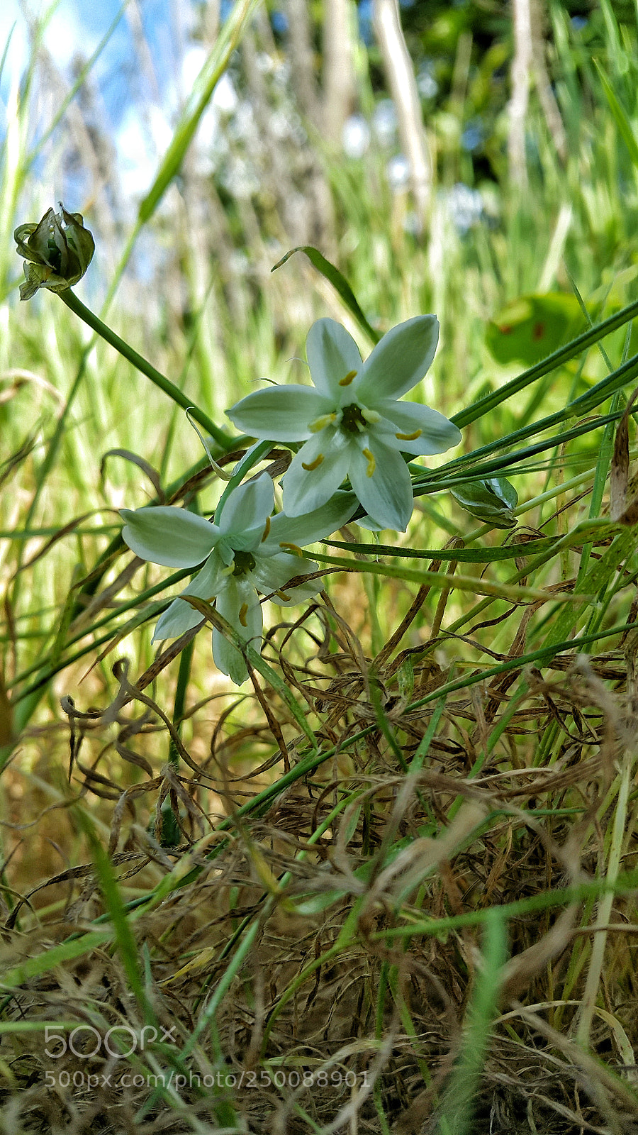 Samsung Galaxy Note4 sample photo. White flowers photography