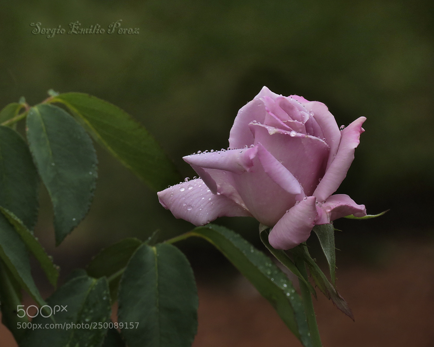 Canon PowerShot SX40 HS sample photo. Have only my dreams... photography