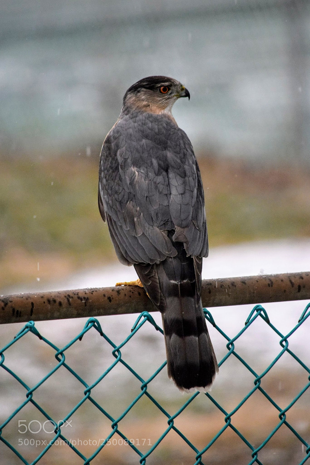 Nikon D3300 sample photo. Coopers hawk photography