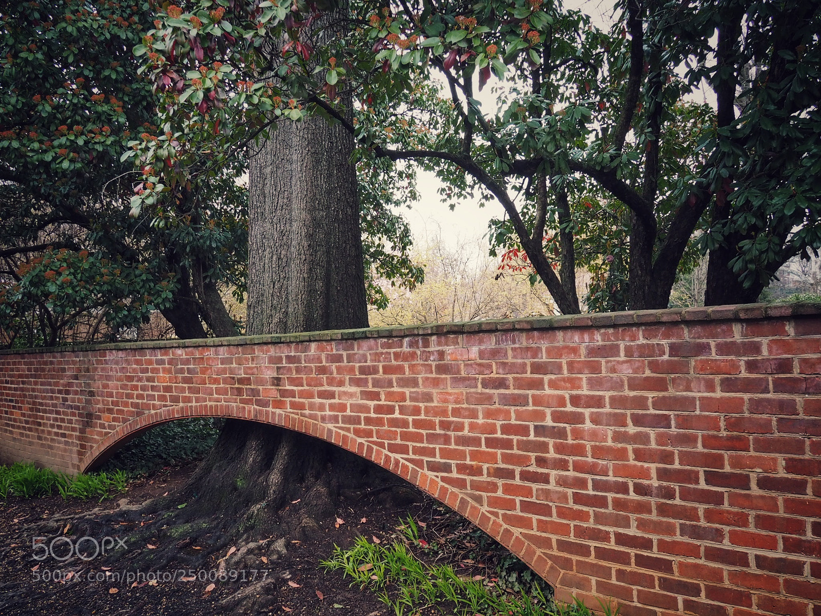 Olympus OM-D E-M10 sample photo. Garden wall at uva photography