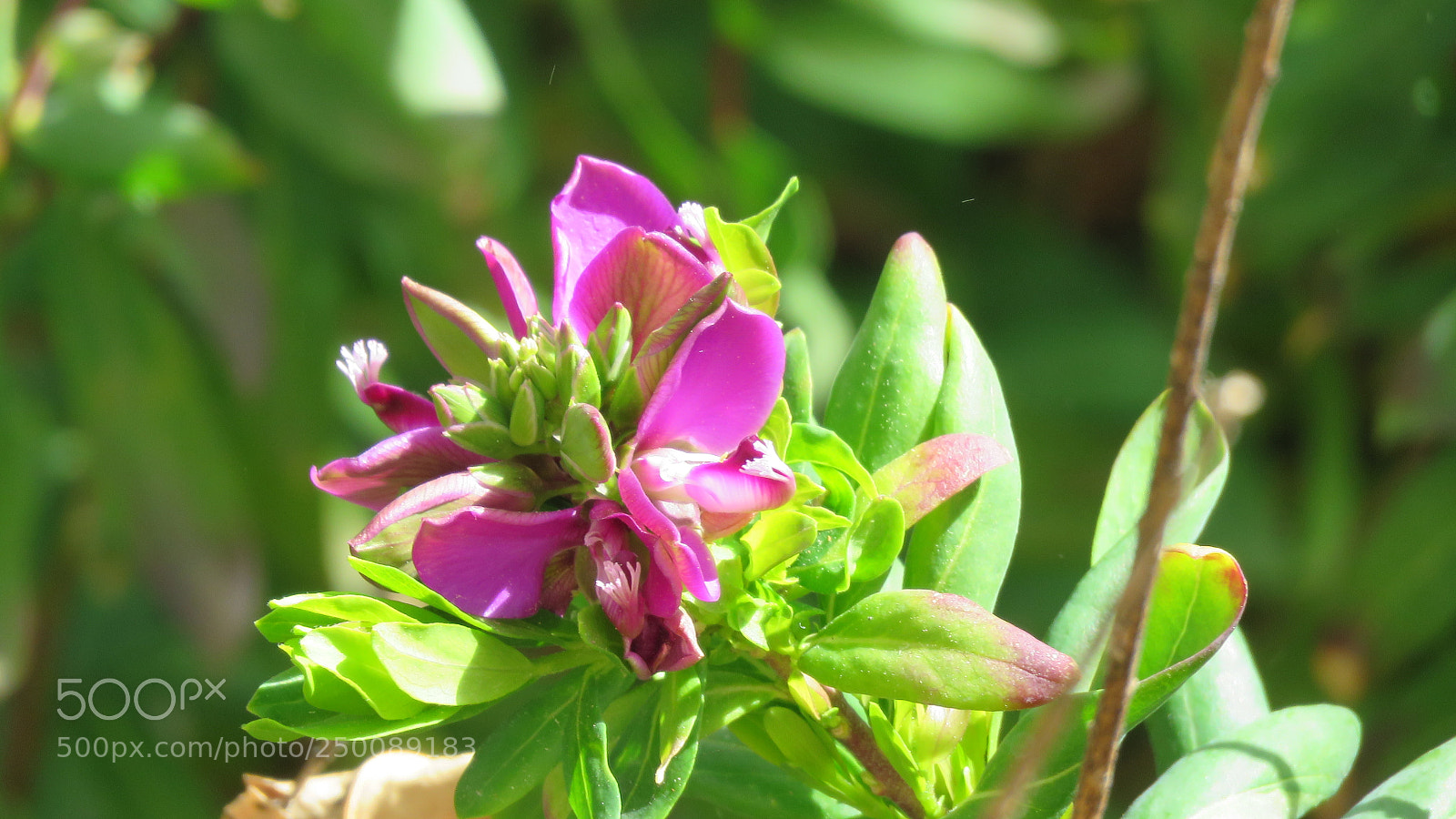 Canon PowerShot SX60 HS sample photo. Flowers photography