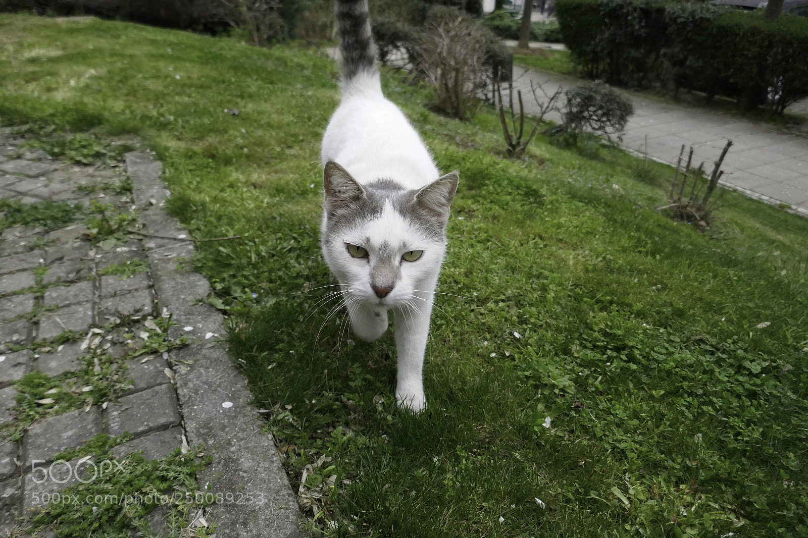 Panasonic Lumix DMC-ZS100 (Lumix DMC-TZ100) sample photo. Istanbul march photography