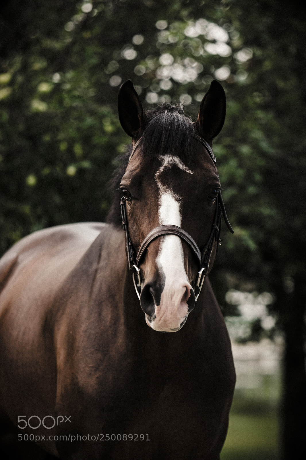 Nikon D3300 sample photo. Capote sure is a photography