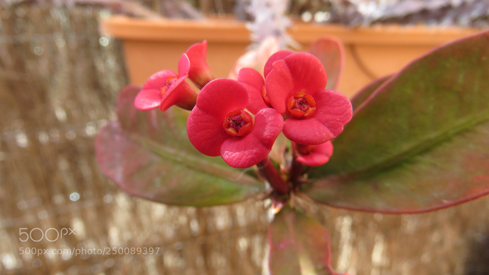 Canon PowerShot SX60 HS sample photo. Flower photography
