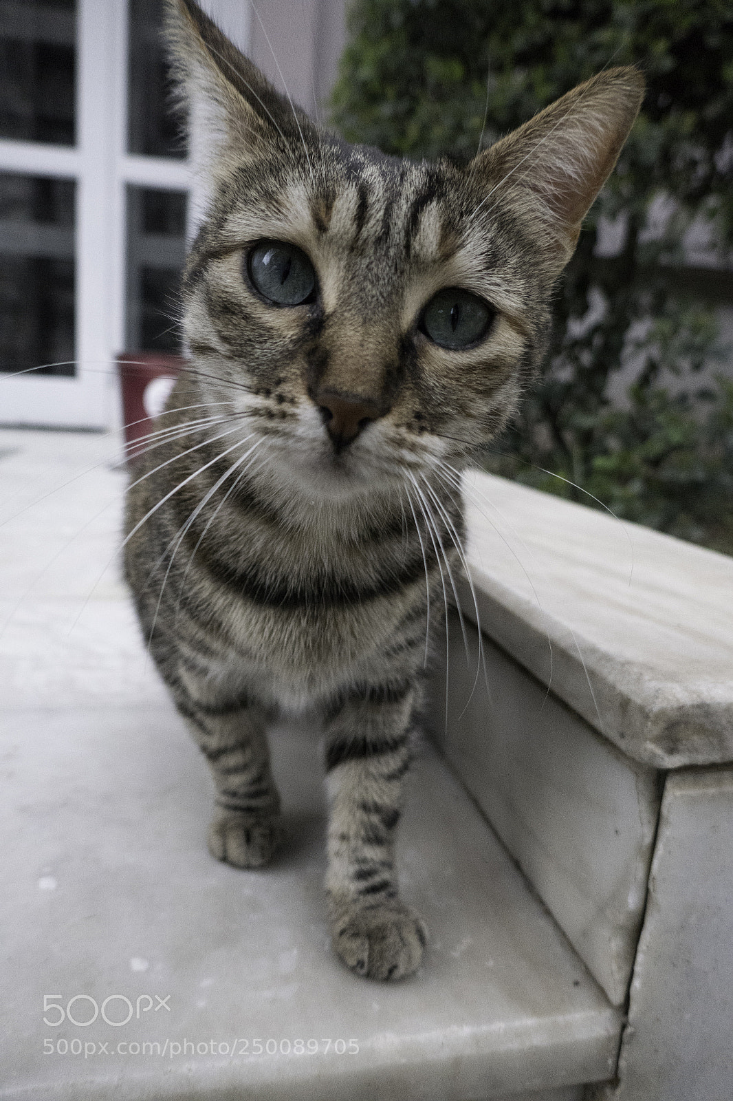 Panasonic Lumix DMC-ZS100 (Lumix DMC-TZ100) sample photo. Istanbul march photography