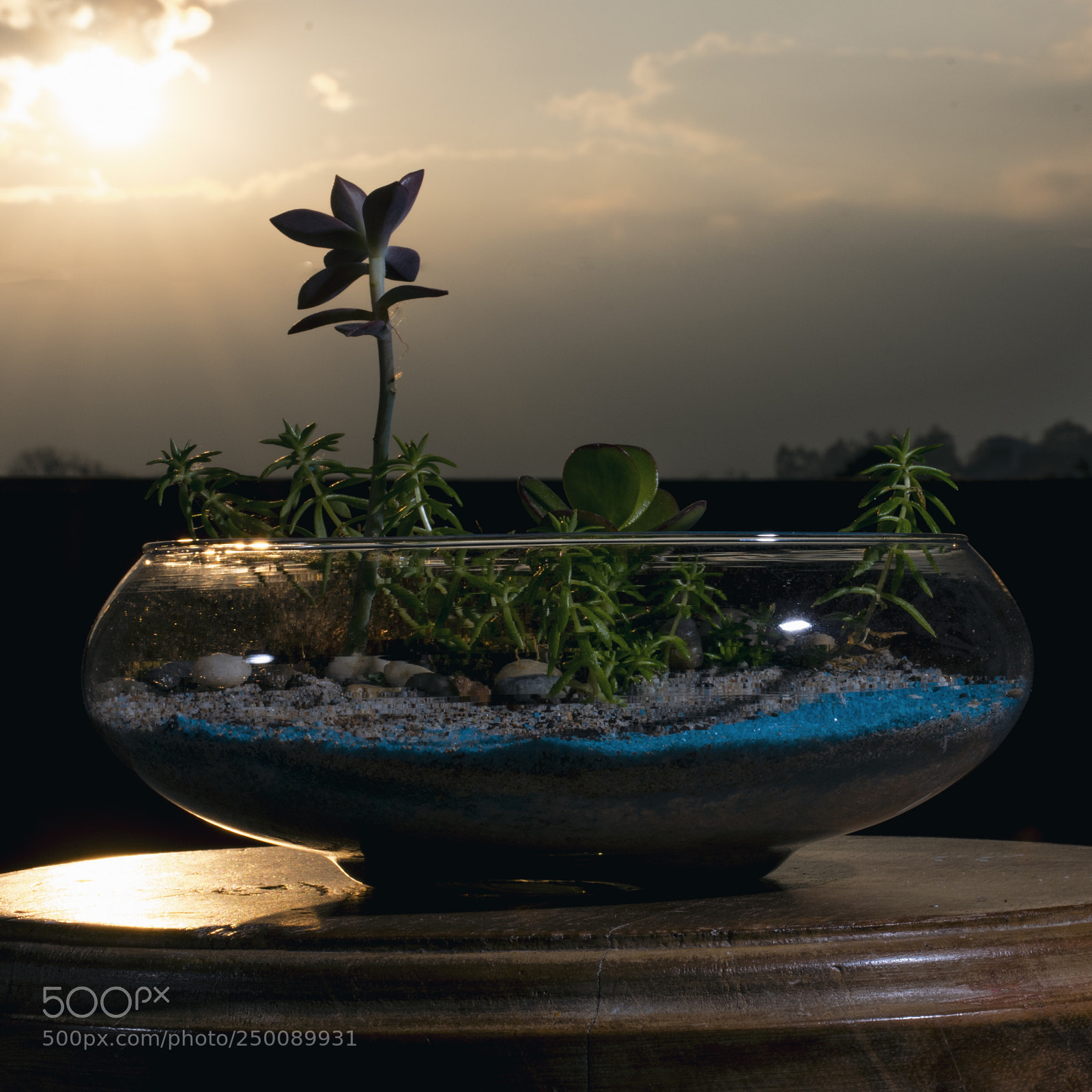 Nikon D3400 sample photo. Terrarium photography