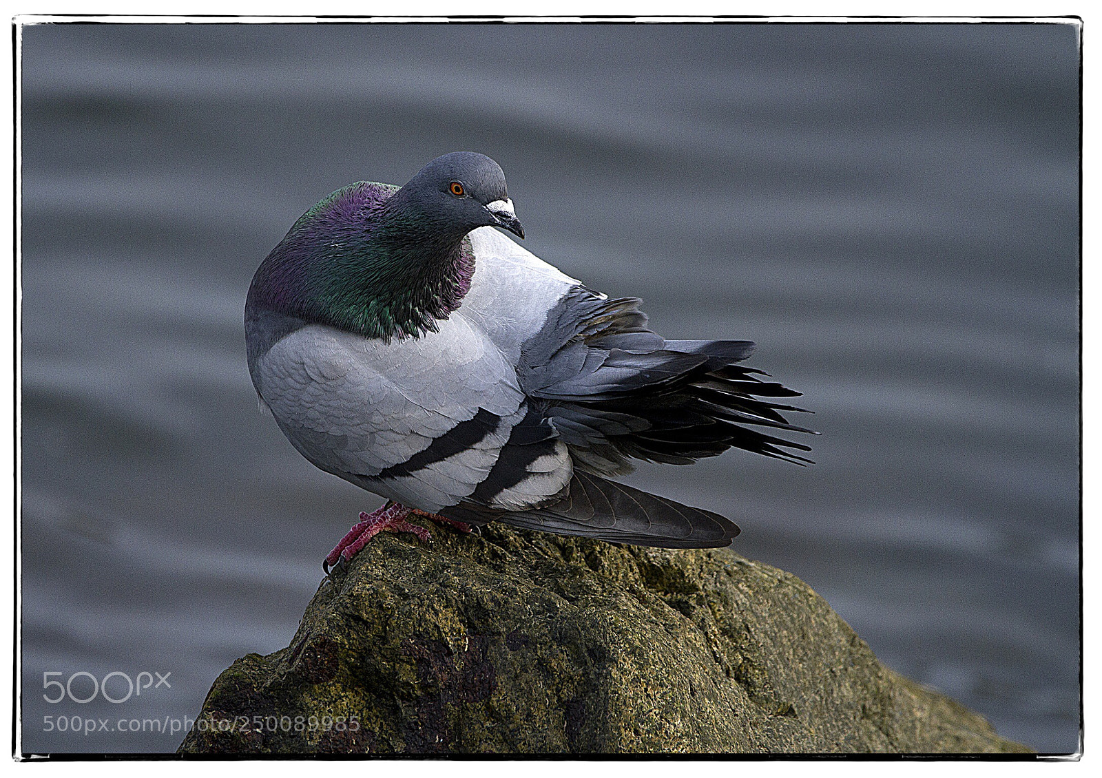 Canon EOS 7D sample photo. Pigeon on the water photography