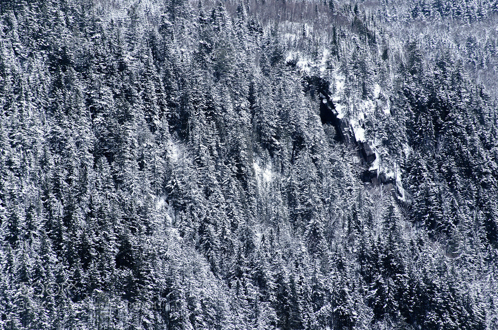 Nikon D7000 sample photo. Forest photography