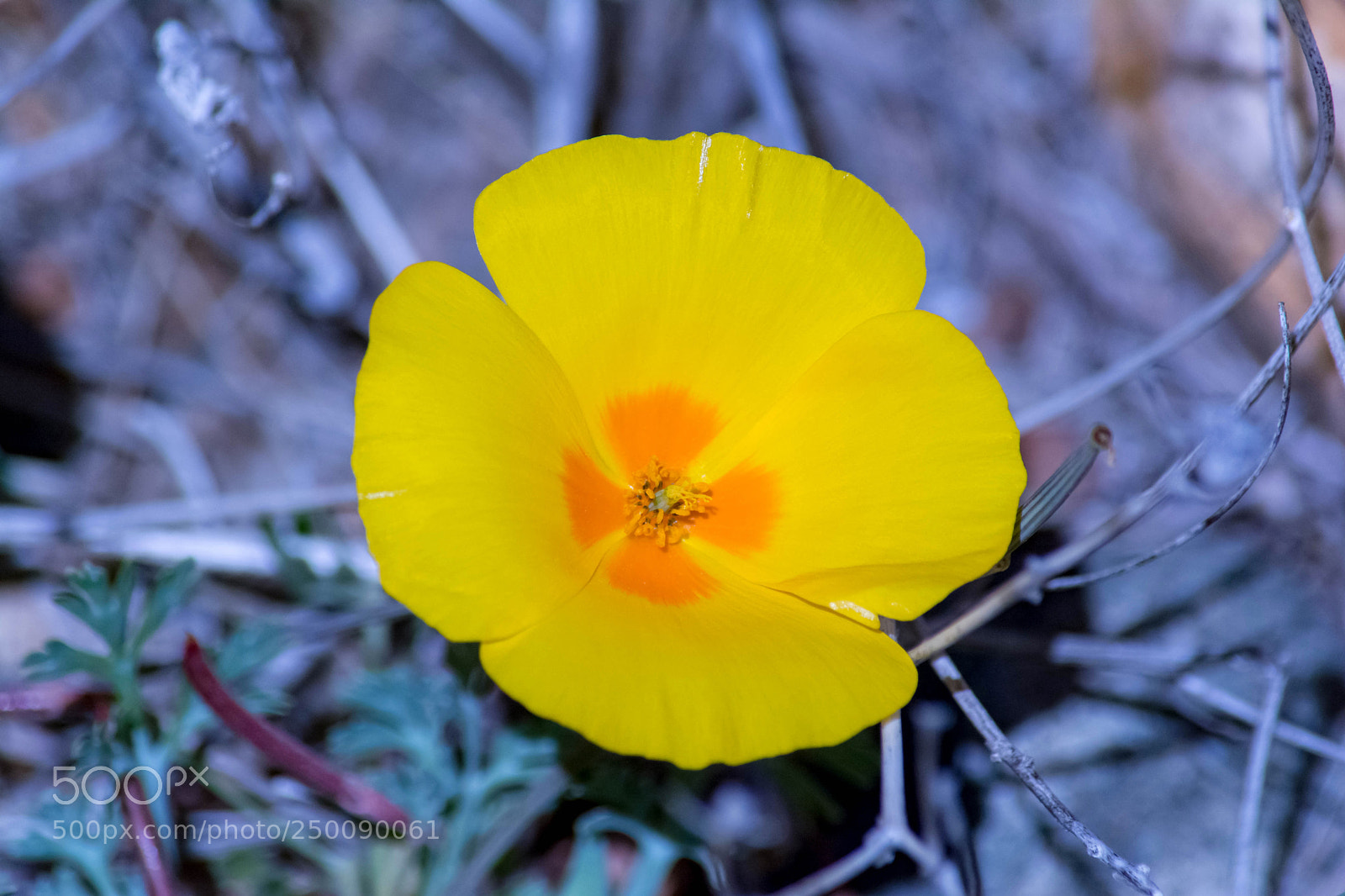 Nikon D7100 sample photo. Desert poppy close up photography