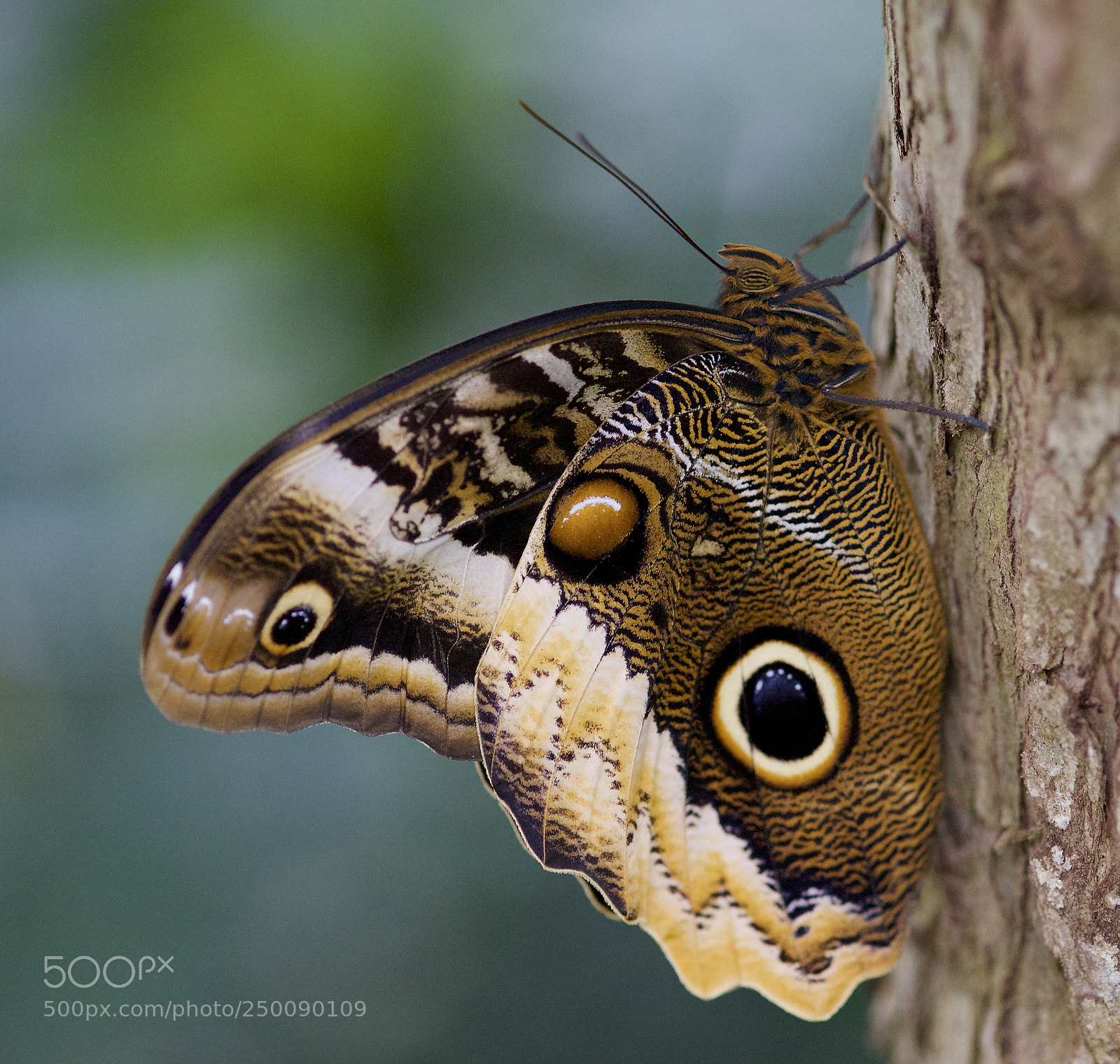 Nikon D610 sample photo. Owl at rest photography