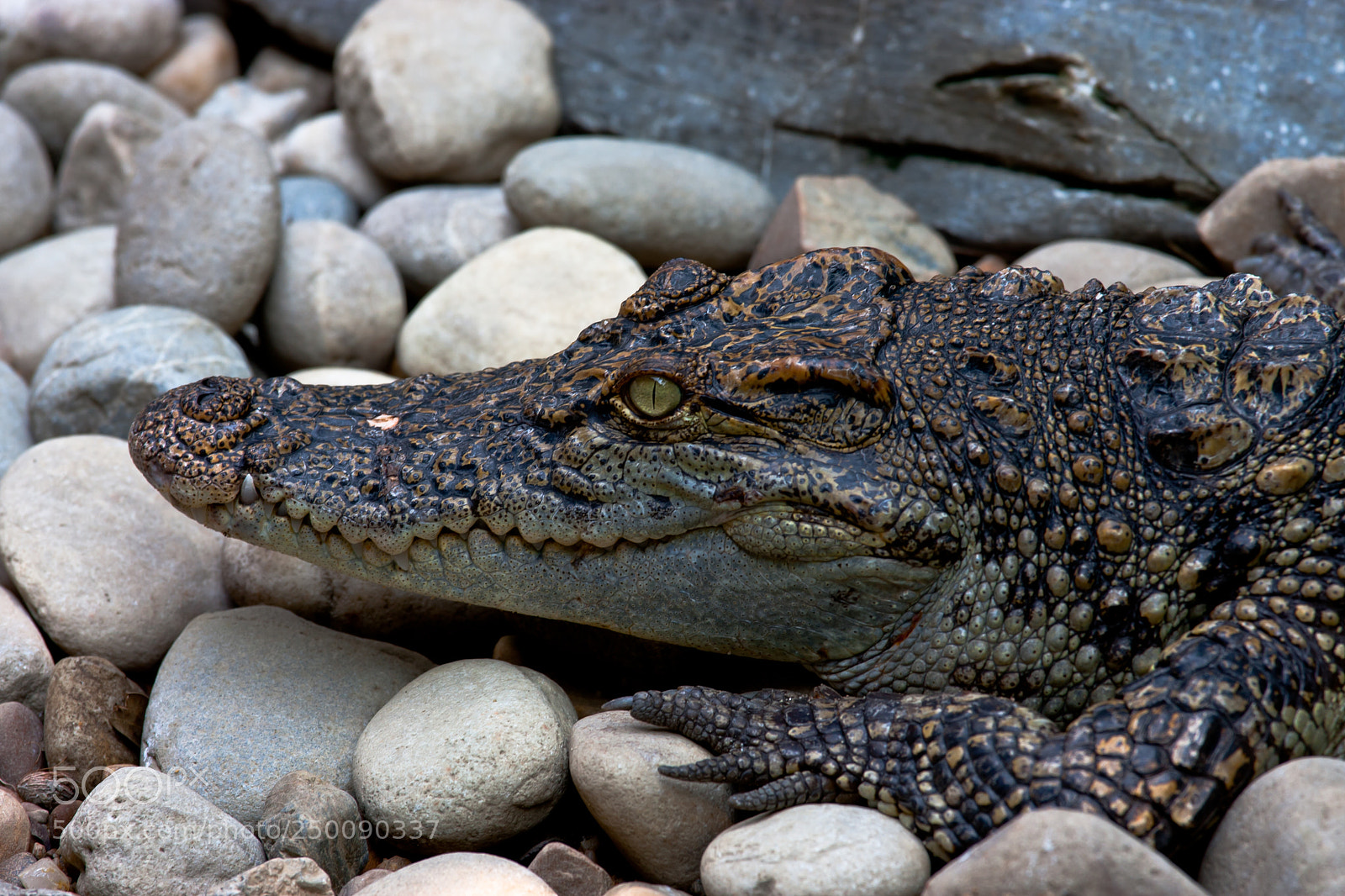 Canon EOS 40D sample photo. Crocodiles from dusit zoo photography