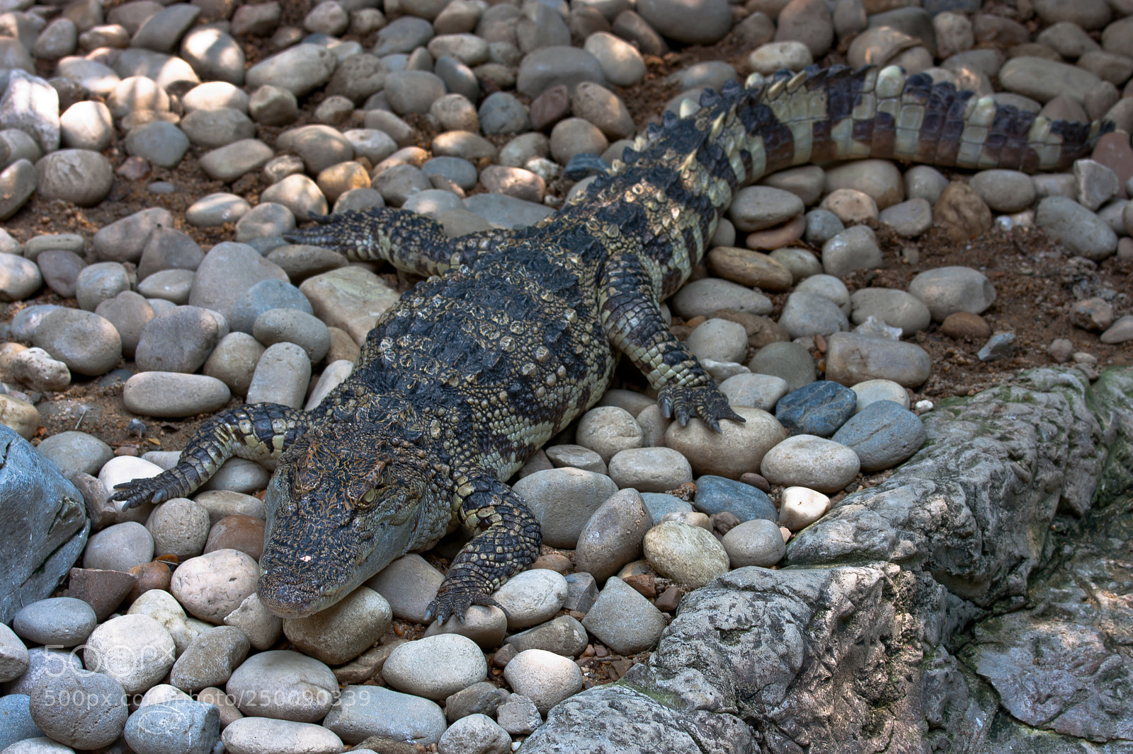 Canon EOS 40D sample photo. Crocodiles from dusit zoo photography