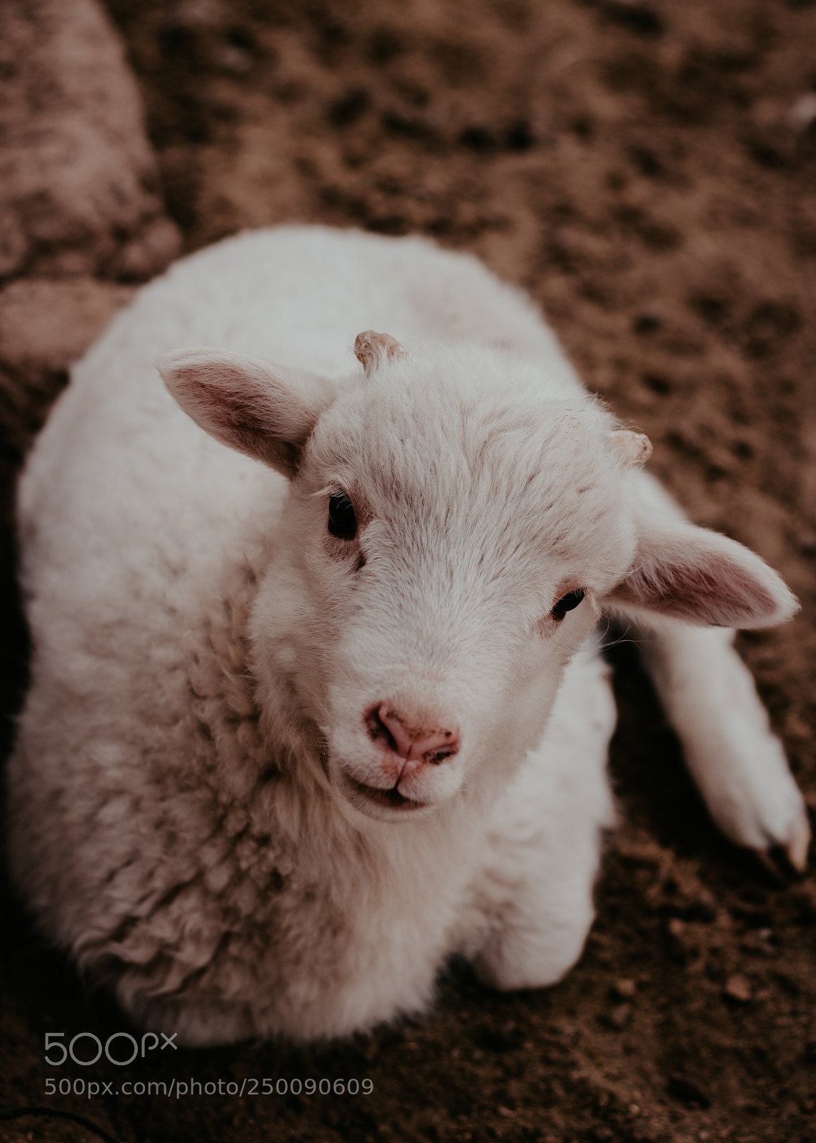 Canon EOS 750D (EOS Rebel T6i / EOS Kiss X8i) sample photo. Lamb photography