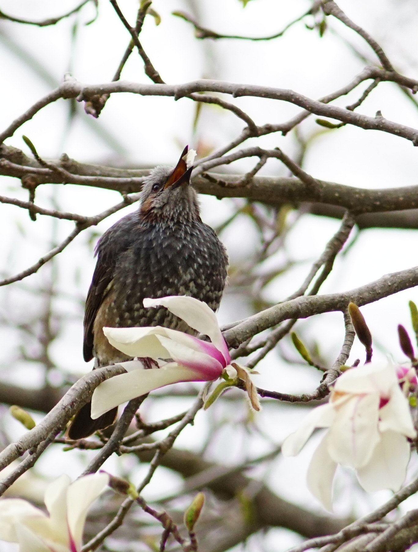 Sony a6300 + Canon EF 400mm F5.6L USM sample photo. Yummy photography