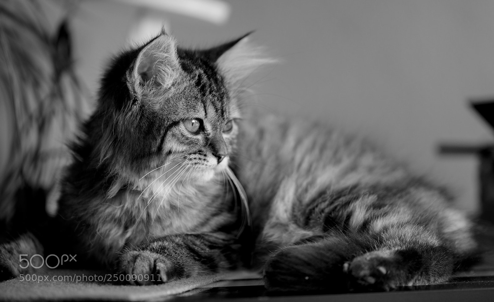 Canon EOS 5DS R sample photo. Safira photography