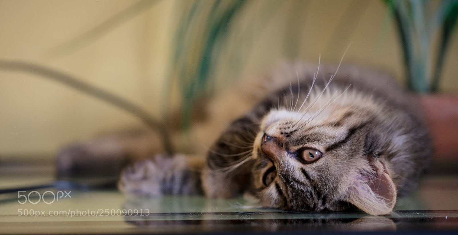 Canon EOS 5DS R sample photo. Safira photography
