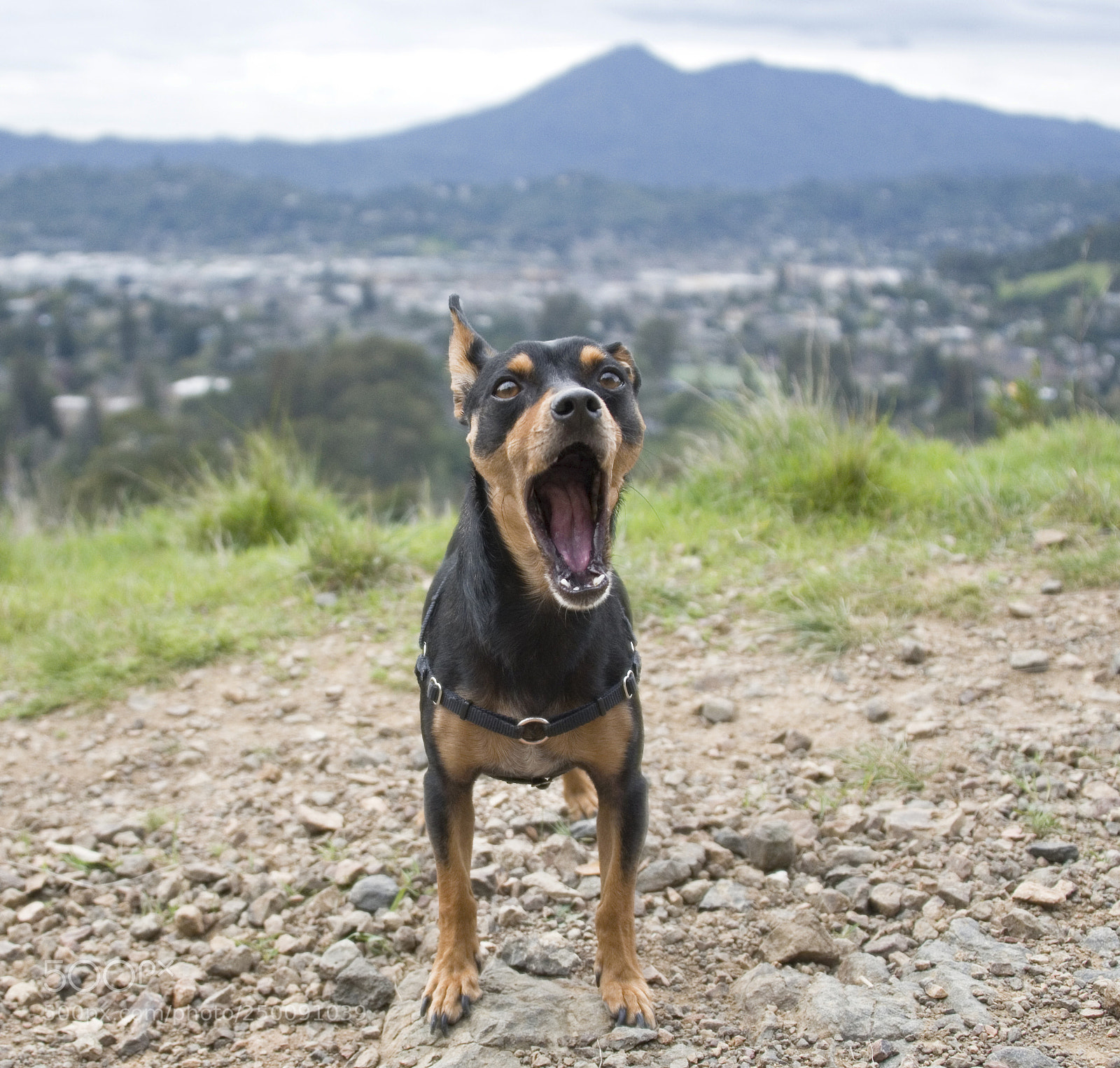 Nikon D750 sample photo. Small dog yawning...or roaring photography